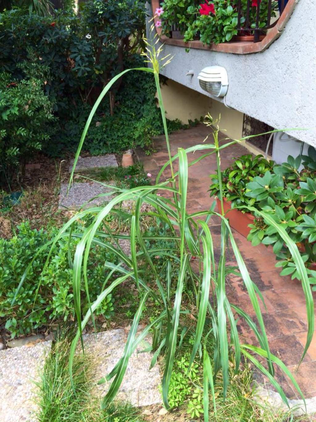 Sorghum halepense / Sorgo selvatico